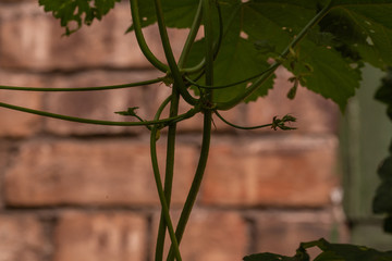 Ivy plant on an old red brick wall macro