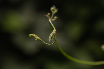 Ivy plant on an old red brick wall macro