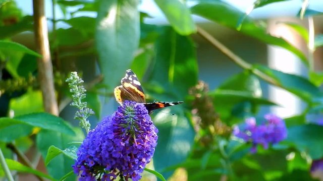 Red admiral butterfly on purple buddleia Butterfly bush in British garden. Feeding in sunlight close up.