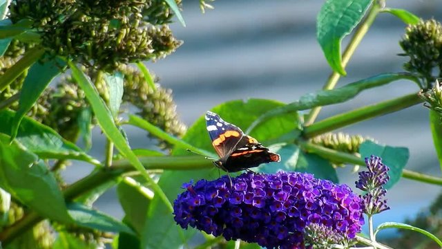Red admiral butterfly on purple buddleia Butterfly bush in British garden. Feeding in sunlight close up.