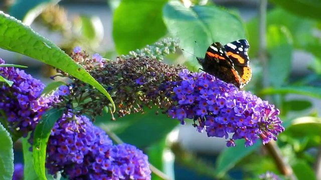 Red admiral butterfly on purple buddleia Butterfly bush in British garden. Feeding in sunlight close up.