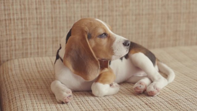 Cute portrait of little adorable sleepy beagle puppy hunting dog purebreed mammal lying on sofa indoors.