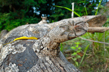 South-American pink toe (Avicularia avicularia); Copy taken in freedom next to its habitat