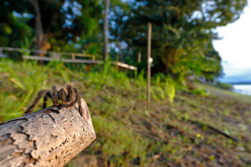South-American pink toe (Avicularia avicularia); Copy taken in freedom next to its habitat