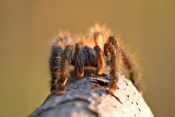 South-American pink toe (Avicularia avicularia); Copy taken in freedom