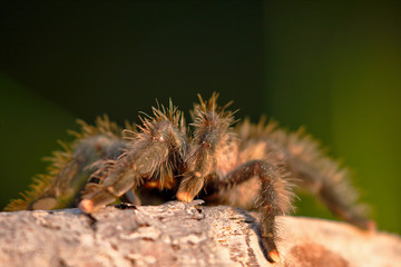 South-American pink toe (Avicularia avicularia); Copy taken in freedom