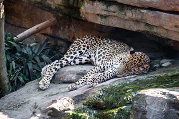 Fototapeta na wymiar leopard resting in zoo Valencia