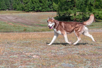Side portrait of a magnificent husky. Husky dog has a brownish gray-white coat, bright  eyes and raises his tail. Tongue hangs from his mouth and he looks very satisfied