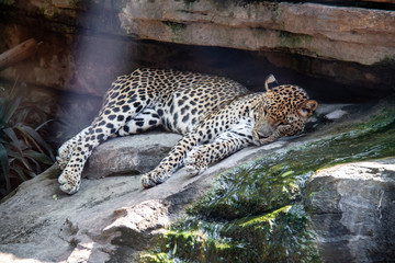 leopard resting in zoo Valencia