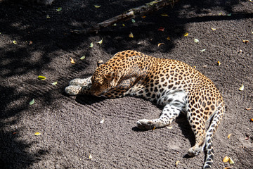 leopard resting in zoo Valencia