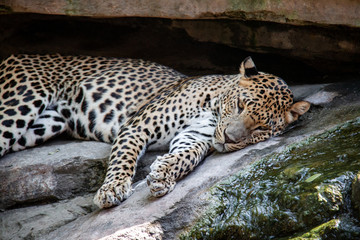 Fototapeta na wymiar leopard resting in zoo Valencia