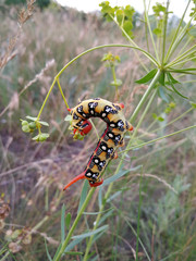  insects