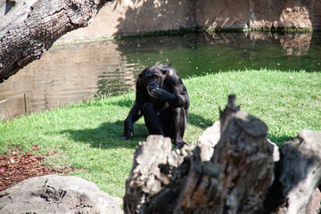 chimpanzee in bioparc Valencia