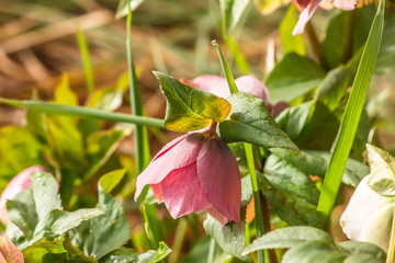 red pink flower in the garden, botany nature background