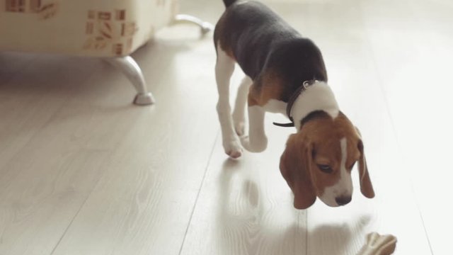 Young cute beagle dog walking on the floor in the house sniffing around searching playing. Low angle view. Home interior.