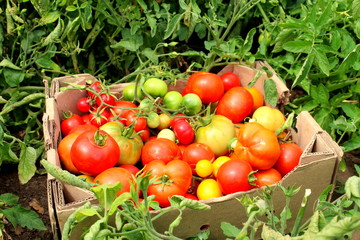 fresh tomatoes in a basket