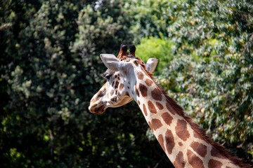 portrait of a giraffe in the bioparque of Valencia
