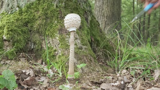 umbrellaparasol mushroom or Macrolepiota procera at harvesting in forest