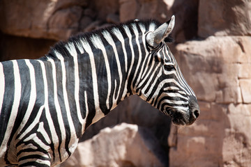 Fototapeta na wymiar portrait of striped Zebra in the wild