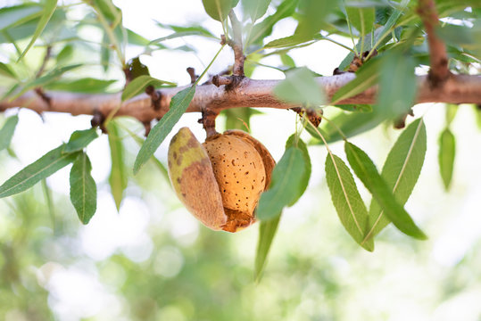Almond on Branch, Hull Split Almond, Leaves, Almond Tree Branch