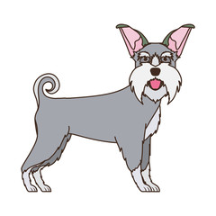 cute schnauzer dog on white background