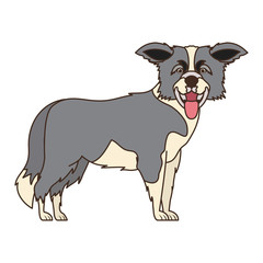 cute border collie dog on white background