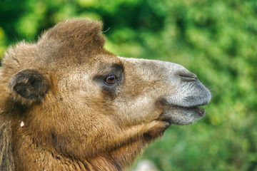 portrait of a camel in profile, laughing camel with thick hair and huge eyes