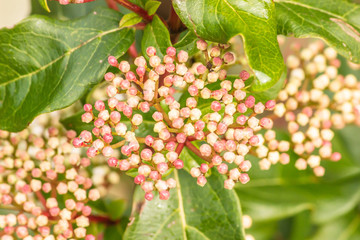red pink flower in the garden, botany nature background
