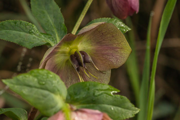 red pink flower in the garden, botany nature background