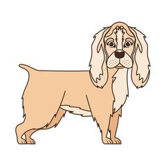 cute cocker spaniel ingles dog on white background