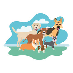 set of adorable dogs on white background