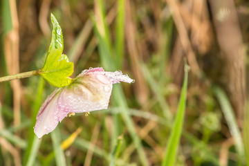 red pink flower in the garden, botany nature background