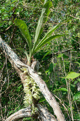 el alcomun