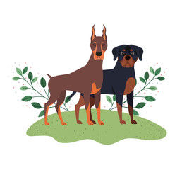 cute and adorable dogs on white background