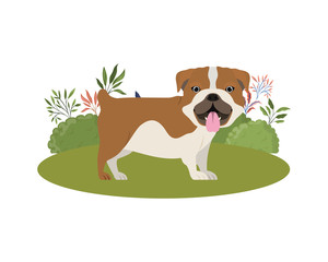 cute bulldog ingles dog on white background