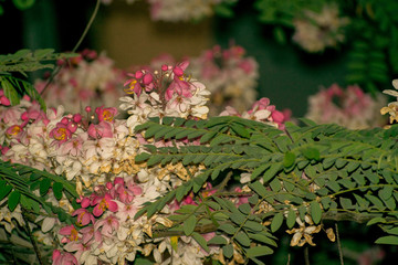 flowers in the garden