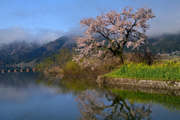 余呉湖の桜