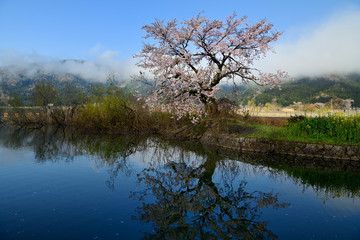余呉湖の桜