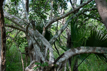 el alcomun