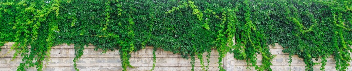 Obraz premium Green shrub on a stone fence panorama