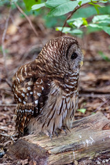 owl on the ground 