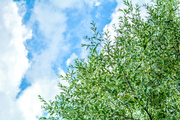 Fototapeta premium Willow or Salix Fragilis tree branches with green leaves on blue sky with clouds