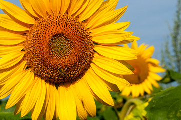 bright sunflowers on a large field on a sunny day