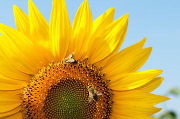 Naklejka premium bright sunflowers on a large field on a sunny day