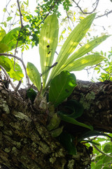 el alcomun