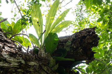 el alcomun