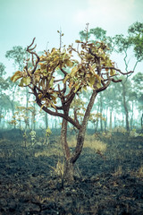 Burnt Down Amazon Tropical Rain Forest, Richest Ecosystem on Earth Destroyed to Ashes for Cow Grazing and Soya Crops