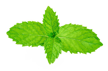 Fresh mint isolated on white background.