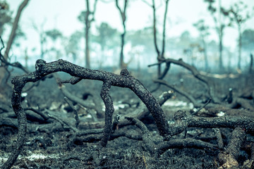 Burnt Down Amazon Tropical Rain Forest, Richest Ecosystem on Earth Destroyed to Ashes for Cow Grazing and Soya Crops