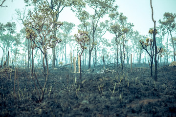 Burnt Down Amazon Tropical Rain Forest, Richest Ecosystem on Earth Destroyed to Ashes for Cow Grazing and Soya Crops